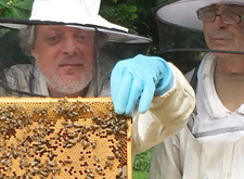 Imker mit Bienen